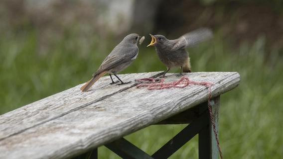 Wenn junge Vögel am Boden zerstört sind: Naturschutz-Tipps von Experten