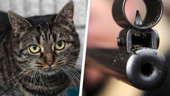 Katze mit Luftgewehr angeschossen und schwer verletzt - Polizei sucht Zeugen nach schrecklicher Tat