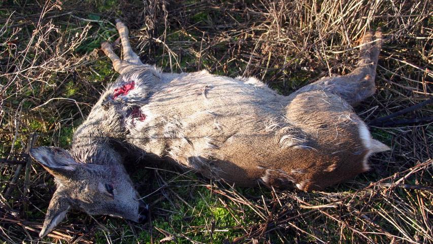 Schockierende Bilder: Deshalb töten Hunde in Obermichelbach Rehe