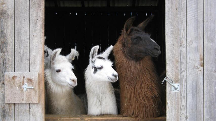 Frankenalb-Lamas in Sendelbach im Engeltal. Frankenalb-Lamas in Sendelbach im Engeltal.