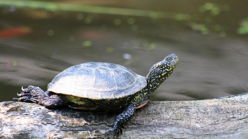 Eine Sumpfschildkröte sonnt sich auf einem Baumstamm im Weiher des Freiland-Aquarium und -Terrarium Stein. Eine Sumpfschildkröte sonnt sich auf einem Baumstamm im Weiher des Freiland-Aquarium und -Terrarium Stein.