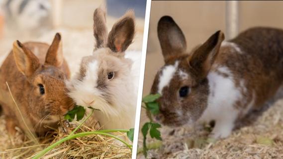 Drei Kaninchen im Nürnberger Tierheim: Bruchpilotin Uschi und zwei beste Freunde suchen ein Zuhause