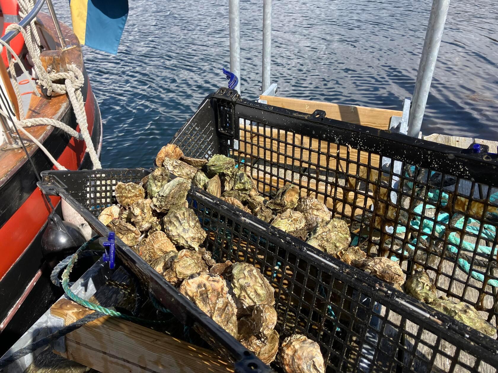 Dafür holt Marstone seine Gäste zunächst mit einem Boot am Hafen ab und bringt sie damit zu seiner Insel. Für die Tour sammeln er und seine Frau zusammen mit Tauchern mehrfach im Jahr tausende Austern vom Meeresgrund und lagern sie in Kisten im Meer. Dort bleiben sie nicht nur frisch, sondern können auch bis zum Verzehr weiter wachsen.