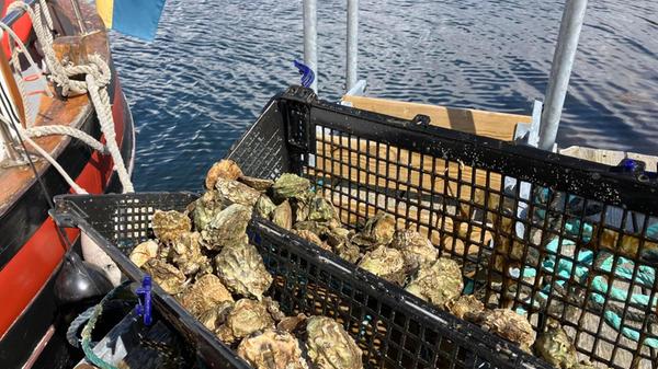 Dafür holt Marstone seine Gäste zunächst mit einem Boot am Hafen ab und bringt sie damit zu seiner Insel. Für die Tour sammeln er und seine Frau zusammen mit Tauchern mehrfach im Jahr tausende Austern vom Meeresgrund und lagern sie in Kisten im Meer. Dort bleiben sie nicht nur frisch, sondern können auch bis zum Verzehr weiter wachsen.