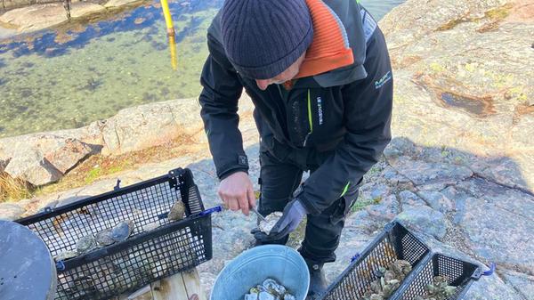 Für die meisten Gäste ist das wahrscheinlich das Highlight der Tour: Mit einem speziellen Messer öffnet Marstone so viele Austern für seine Gäste, wie sie essen können.