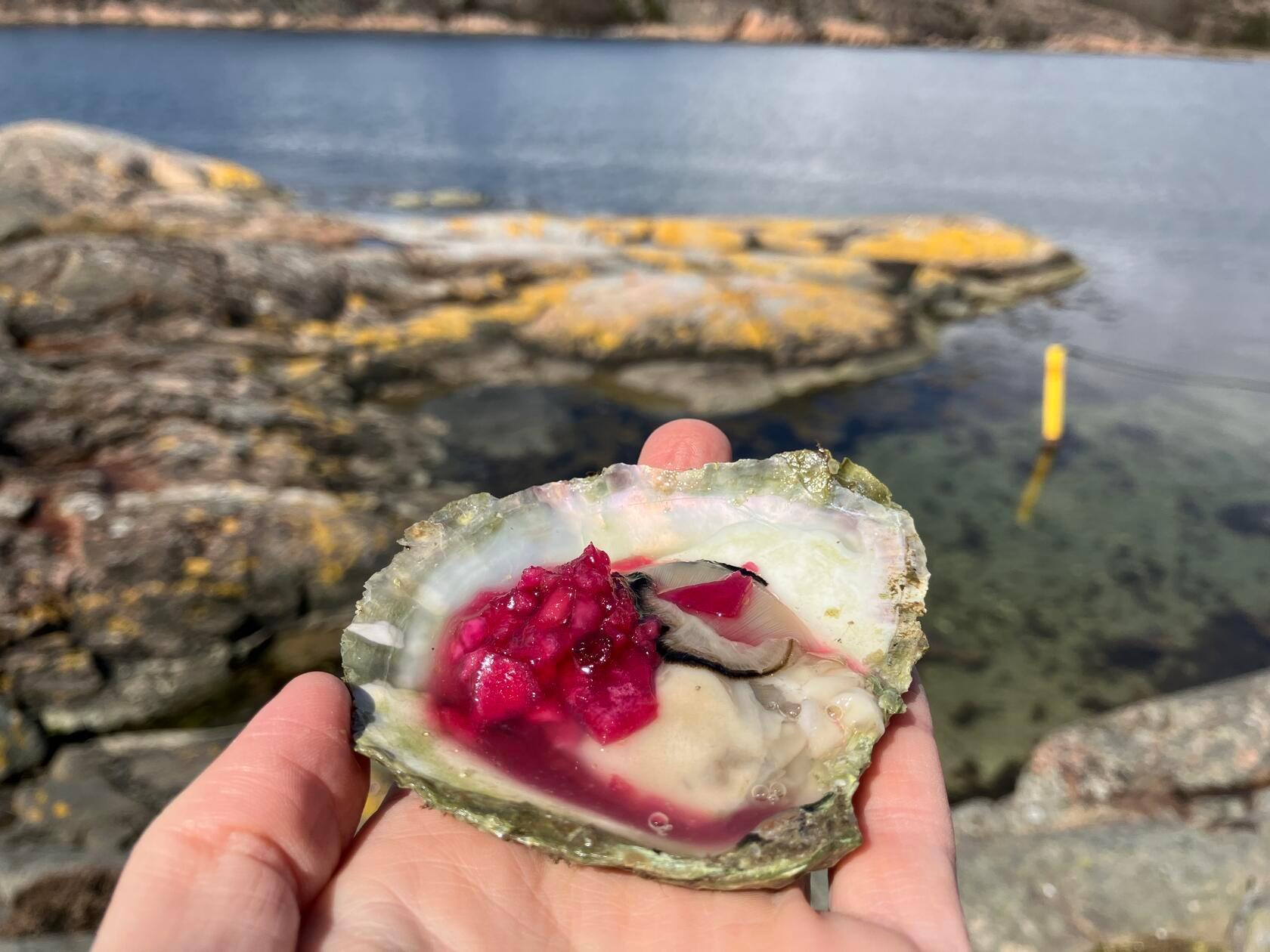 Wer möchte, bekommt zu seinen Austern einen Löffel eingelegter Zwiebeln. Viele Gäste bevorzugen die Austern allerdings ohne alles, um den vollen Geschmack zu haben. Gerade die schwedischen Austern sind auch außerhalb des Landes für ihren nussigen, intensiven Geschmack bekannt.