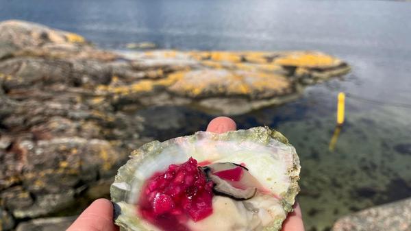 Wer möchte, bekommt zu seinen Austern einen Löffel eingelegter Zwiebeln. Viele Gäste bevorzugen die Austern allerdings ohne alles, um den vollen Geschmack zu haben. Gerade die schwedischen Austern sind auch außerhalb des Landes für ihren nussigen, intensiven Geschmack bekannt.