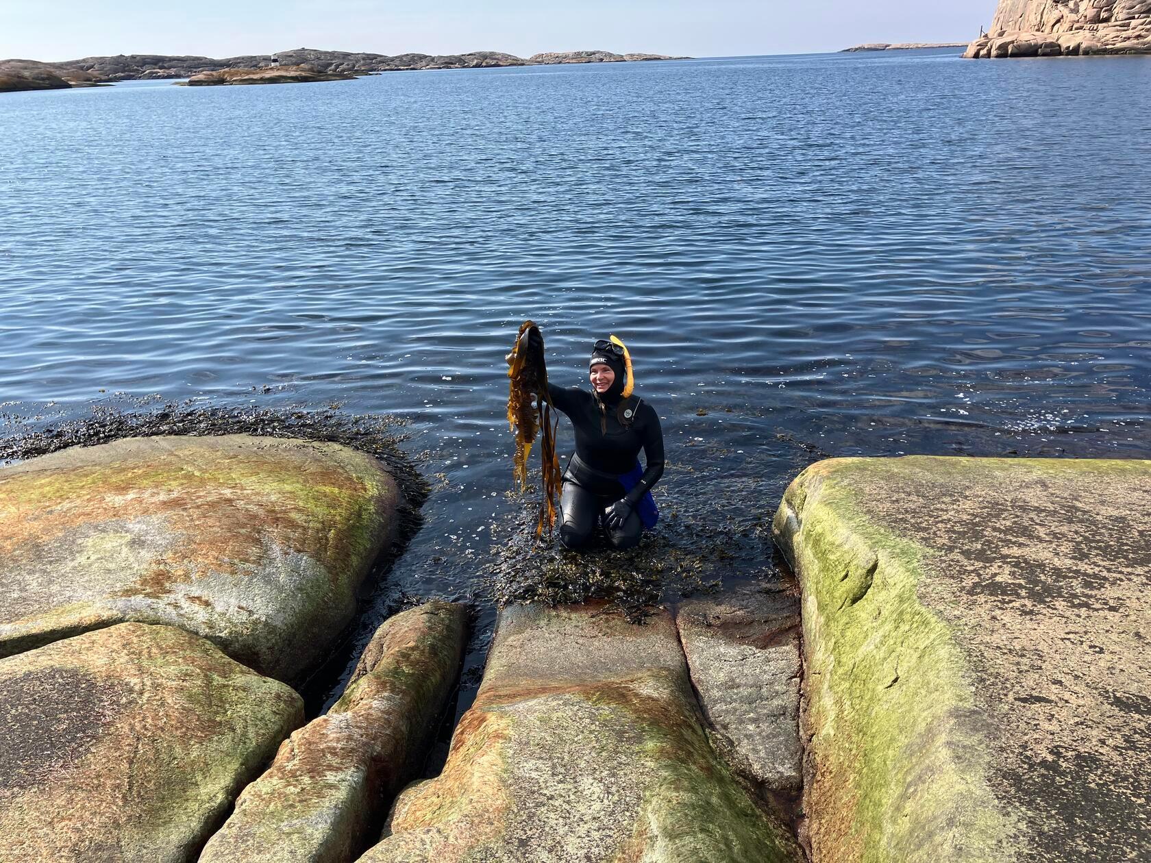 Um die Verwendung und den Nutzen von Seetang näher zu bringen, steigt sie dafür - je nach Tour - zusammen oder mit ihren Gästen direkt ins kühle Nass, um eine kleine Portion verschiedener Arten zu sammeln.