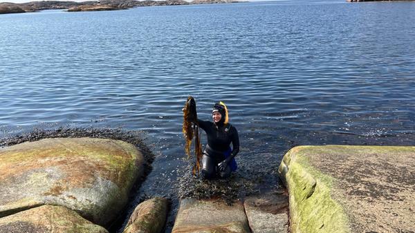 Um die Verwendung und den Nutzen von Seetang näher zu bringen, steigt sie dafür - je nach Tour - zusammen oder mit ihren Gästen direkt ins kühle Nass, um eine kleine Portion verschiedener Arten zu sammeln.