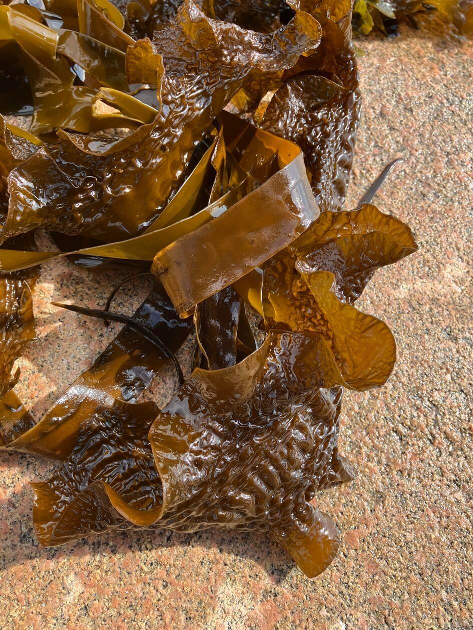 Tatsächlich können solche Algen, die auf den ersten Blick vielleicht nicht für jedermann appetitlich aussehen, vielschichtig genutzt werden: im Tee, als Salat, in Getränken oder auch als Maske für die Haut.
