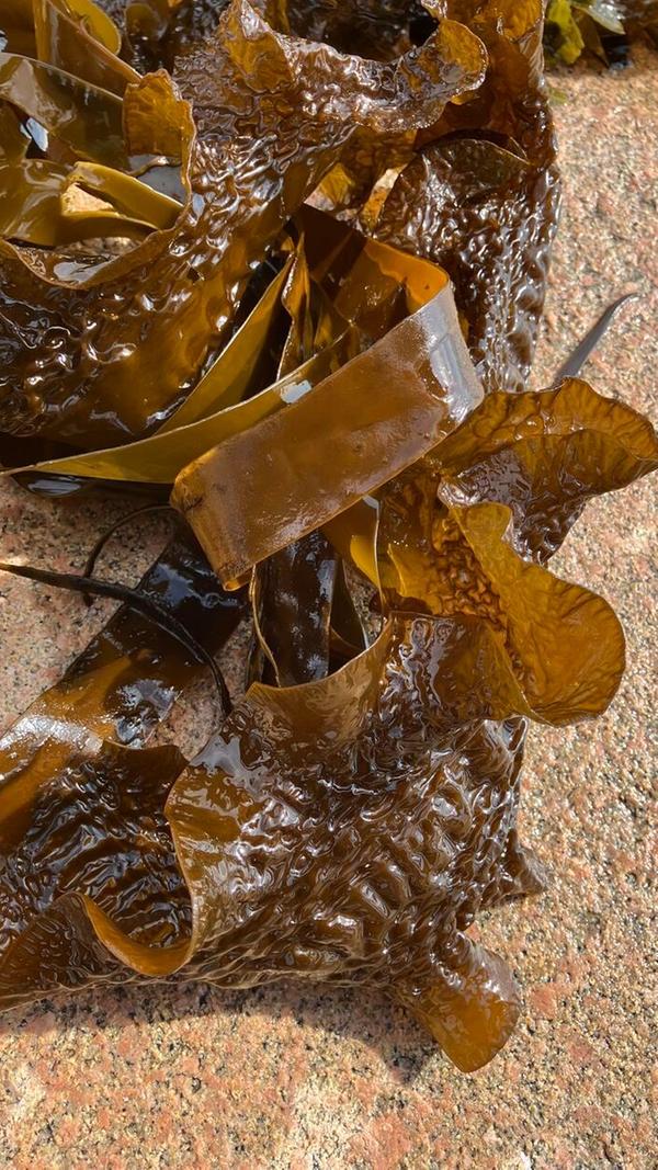 Tatsächlich können solche Algen, die auf den ersten Blick vielleicht nicht für jedermann appetitlich aussehen, vielschichtig genutzt werden: im Tee, als Salat, in Getränken oder auch als Maske für die Haut.