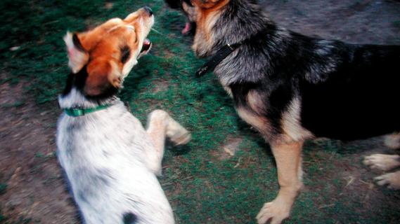 Wie die Hunde, so die Halter: Gegenseitige Körperverletzung am Wohnmobilparkplatz bei Heuberg