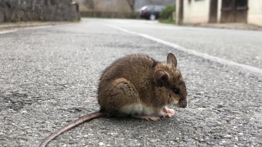Nachdem unser Leser Martin Landeck aus Pretzfeld seine Reisepläne ändern musste, beobachtet er nun zu Hause die heimische Tierwelt, wie hier eine Maus.