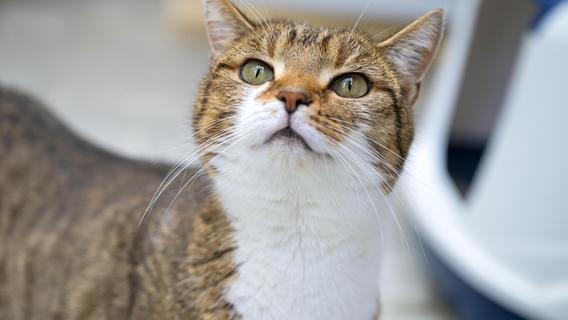 Nach Schüssen auf Katze in Pilsach: Tierschützer bieten Geld für Hinweise