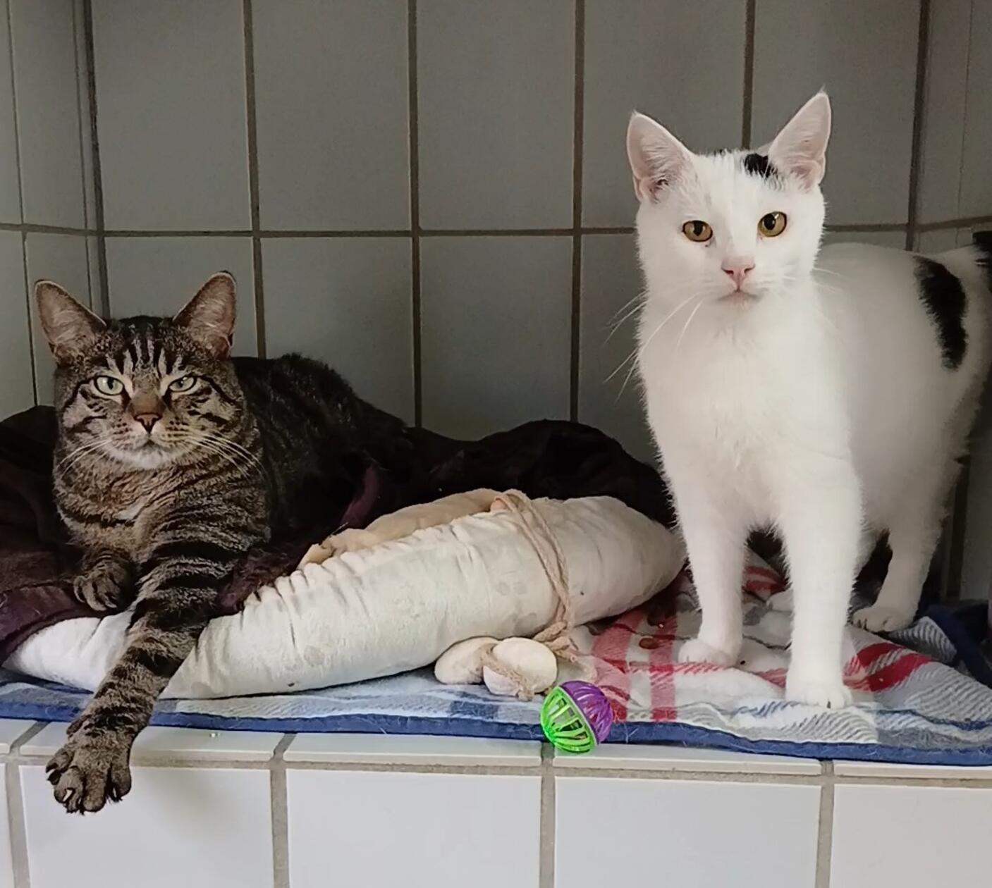 Der getigerte dreijährige Kater Fips und sein weiß-schwarzer einjähriger Kumpel Bandit suchen unbedingt zusammen einen neuen Wirkungskreis in reiner Wohnungshaltung. Die beiden kastrierten Kater haben ihr Zuhause verloren, da sich ihr Besitzer auf absehbare Zeit nicht mehr um die beiden kümmern kann und die beauftragte Pflegestelle ebenfalls nicht mehr in der Lage dazu ist. Das Katerduo ist sehr verschmust und menschenbezogen, aber auch aktiv und verspielt. Das künftige Domizil muss deshalb genügend Platz zum Herumtollen bieten und über einen vernetzten Balkon o.ä. verfügen.