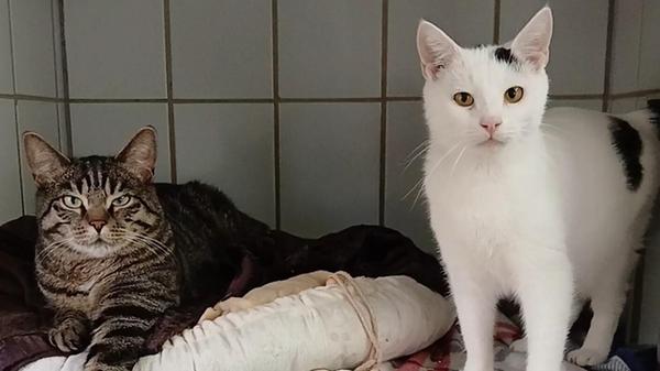 Der getigerte dreijährige Kater Fips und sein weiß-schwarzer einjähriger Kumpel Bandit suchen unbedingt zusammen einen neuen Wirkungskreis in reiner Wohnungshaltung. Die beiden kastrierten Kater haben ihr Zuhause verloren, da sich ihr Besitzer auf absehbare Zeit nicht mehr um die beiden kümmern kann und die beauftragte Pflegestelle ebenfalls nicht mehr in der Lage dazu ist. Das Katerduo ist sehr verschmust und menschenbezogen, aber auch aktiv und verspielt. Das künftige Domizil muss deshalb genügend Platz zum Herumtollen bieten und über einen vernetzten Balkon o.ä. verfügen.