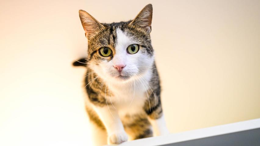 Der getigert-weiße Kater Asterix musste mit vier Jahren sein Zuhause verlassen, weil er sich wiederholt mit einem kleinen Hund in der Nachbarschaft angelegt hat, der dabei stets den Kürzeren zog. Der selbstbewusste Kater ist durchaus verschmust, doch seine Vorwarnzeit, wann ihm die Streicheleinheiten zu viel werden, ist kurz. Asterix braucht Menschen mit Katzenerfahrung, die seine Körpersprache deuten können. Der kastrierte Asterix ist an Freigang gewöhnt und er möchte deshalb wieder in ein verkehrsberuhigt gelegenes Zuhause ohne weitere tierische Mitbewohner einziehen. In der unmittelbaren Nachbarschaft leben besser keine Artgenossen oder kleineren Hunde. Für Kinder ist Asterix nicht geeignet. Der getigert-weiße Kater Asterix musste mit vier Jahren sein Zuhause verlassen, weil er sich wiederholt mit einem kleinen Hund in der Nachbarschaft angelegt hat, der dabei stets den Kürzeren zog. Der selbstbewusste Kater ist durchaus verschmust, doch seine Vorwarnzeit, wann ihm die Streicheleinheiten zu viel werden, ist kurz. Asterix braucht Menschen mit Katzenerfahrung, die seine Körpersprache deuten können. Der kastrierte Asterix ist an Freigang gewöhnt und er möchte deshalb wieder in ein verkehrsberuhigt gelegenes Zuhause ohne weitere tierische Mitbewohner einziehen. In der unmittelbaren Nachbarschaft leben besser keine Artgenossen oder kleineren Hunde. Für Kinder ist Asterix nicht geeignet.