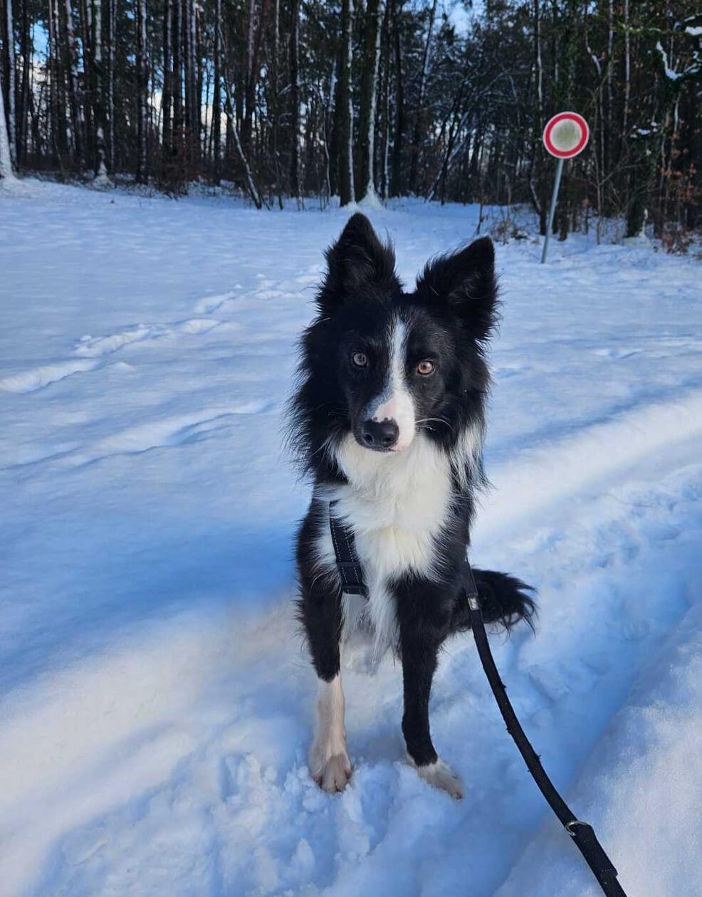 Border Collie-Mix Bruno sucht ein neues Zuhause. Der anfangs etwas zurückhaltende Rüde lebte mit zahlreichen Artgenossen in einem ehemaligen Kuhstall, bevor er ins Tierheim kam. Hat der schwarz-weiße Rüde einmal Vertrauen gefasst, ist er sehr anhänglich und liebebedürftig. Der gut drei Jahre alte Bruno hat inzwischen großen Gefallen am Gassigehen gefunden, das er zunächst gar nicht kannte. Sofern die Sympathie stimmt, ist der passionierte Ballspieler verträglich mit Artgenossen und kein Pöbler, zeigt aber ein gewisses Maß an Dominanz. Bruno sucht Interessenten, die etwas Geduld und Zeit aufbringen können für ein eingehendes gegenseitiges Kennenlernen und die Bereitschaft, sich viel mit ihm zu beschäftigen.