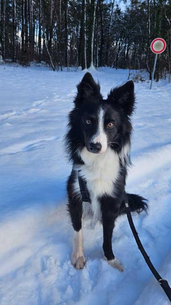 Border Collie-Mix Bruno sucht ein neues Zuhause. Der anfangs etwas zurückhaltende Rüde lebte mit zahlreichen Artgenossen in einem ehemaligen Kuhstall, bevor er ins Tierheim kam. Hat der schwarz-weiße Rüde einmal Vertrauen gefasst, ist er sehr anhänglich und liebebedürftig. Der gut drei Jahre alte Bruno hat inzwischen großen Gefallen am Gassigehen gefunden, das er zunächst gar nicht kannte. Sofern die Sympathie stimmt, ist der passionierte Ballspieler verträglich mit Artgenossen und kein Pöbler, zeigt aber ein gewisses Maß an Dominanz. Bruno sucht Interessenten, die etwas Geduld und Zeit aufbringen können für ein eingehendes gegenseitiges Kennenlernen und die Bereitschaft, sich viel mit ihm zu beschäftigen.