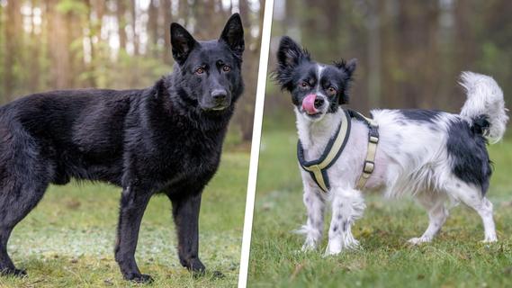 Ausgesetzt und Herrchen gestorben: Zwei Hunde aus dem Nürnberger Tierheim suchen ihr Glück