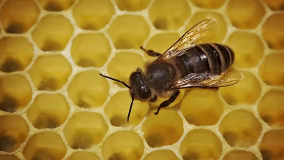 Wer ist der Bienendieb? Unbekannter stiehlt bei Weidendorf acht Bienenkästen mit Tieren und Honig