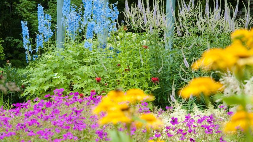 Nicht alle Blumen benötigen im Sommer einen Rückschnitt, aber beim Rittersporn ist es ratsam. Nicht alle Blumen benötigen im Sommer einen Rückschnitt, aber beim Rittersporn ist es ratsam.