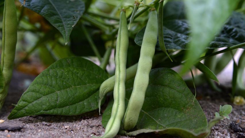 Erbsen und Zuckerschoten produzieren mehr Früchte bei regelmäßiger Ernte. Erbsen und Zuckerschoten produzieren mehr Früchte bei regelmäßiger Ernte.