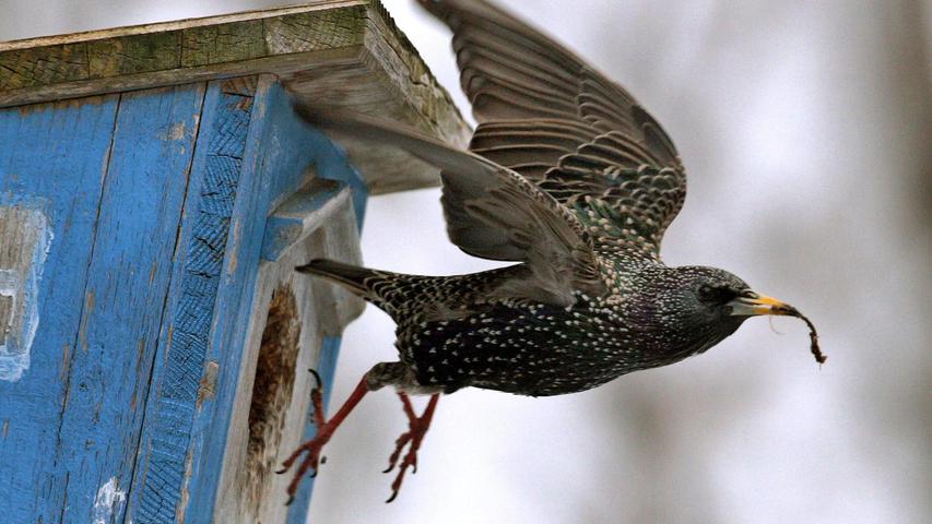 Vögel im Garten helfen, den Schneckenbefall zu reduzieren. Vögel im Garten helfen, den Schneckenbefall zu reduzieren.
