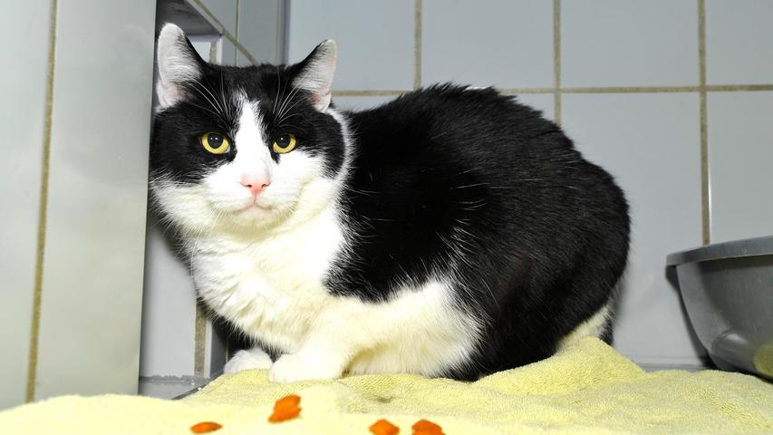 Sehr selbstbewusst zeigt sich der schwarz-weiße Fundkater, der schon vor einiger Zeit in Günching in der Dürner Straße zulief und sich dort unbedingt häuslich niederlassen wollte. Als ungebetener Gast terrorisierte er jedoch permanent sämtliche Anwohner-Katzen, sodass er am 1. April ins Tierheim Neumarkt gebracht wurde. Der stattliche Kater ist unkastriert und seine Anwesenheit im Tierheim ist hoffentlich nur von kurzer Dauer, denn er beglückt dort Mensch und Tier mit seinem unverwechselbaren Duft. Trotz seiner Machoattitüden lässt sich der Kater anfassen und das Köpfchen mit den ausgeprägten Bäckchen kraulen, das heißt., er müsste Besitzer haben. Wer kennt diesen Prachtburschen und weiß, wo er zu Hause ist? Sehr selbstbewusst zeigt sich der schwarz-weiße Fundkater, der schon vor einiger Zeit in Günching in der Dürner Straße zulief und sich dort unbedingt häuslich niederlassen wollte. Als ungebetener Gast terrorisierte er jedoch permanent sämtliche Anwohner-Katzen, sodass er am 1. April ins Tierheim Neumarkt gebracht wurde. Der stattliche Kater ist unkastriert und seine Anwesenheit im Tierheim ist hoffentlich nur von kurzer Dauer, denn er beglückt dort Mensch und Tier mit seinem unverwechselbaren Duft. Trotz seiner Machoattitüden lässt sich der Kater anfassen und das Köpfchen mit den ausgeprägten Bäckchen kraulen, das heißt., er müsste Besitzer haben. Wer kennt diesen Prachtburschen und weiß, wo er zu Hause ist?