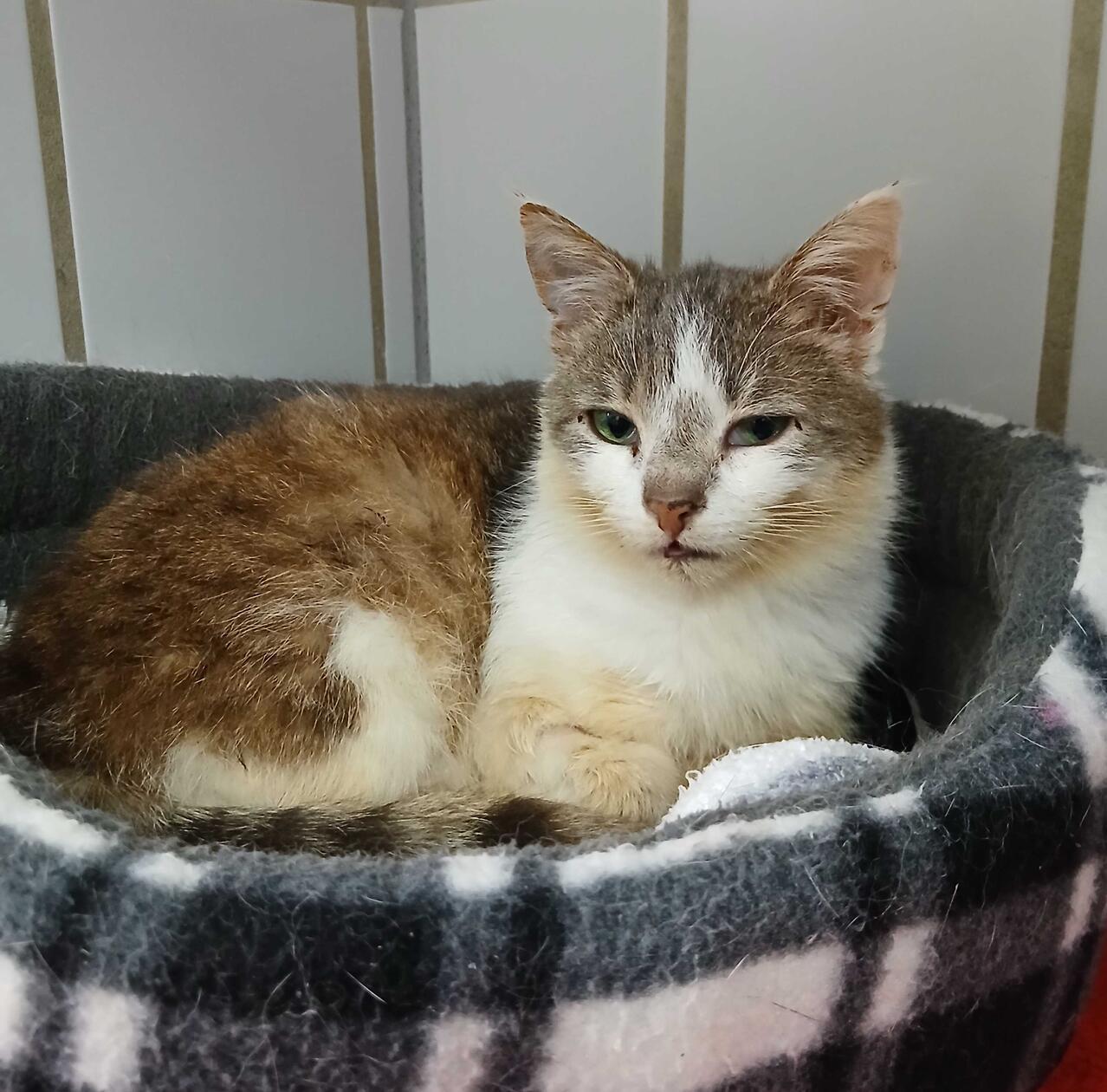 Die etwa zwei Jahre alte Fundkätzin, die auf den ersten Blick zunächst wesentlich älter wirkt, genießt seit dem 4. Februar 2026 Kost und Logis im Tierheim Neumarkt. Gefunden wurde die Katze mit dem weißen und graubraun-getigerten Fell in Berngau, wo sie sich schon seit Längerem immer mal wieder auf einem Grundstück in der Gartensstraße aufgehalten hat. Rückfragen bei Anwohnern ergaben aber keine Hinweise auf mögliche Besitzer. Deshalb brachte der Finder die Katze ins Tierheim, wo starkes Sabbern durch eine massive Schwellung unter ihrer Zunge festgestellt wurde. Die Mieze ist deshalb inzwischen in tierärztlicher Behandlung und langsam auf dem Weg der Besserung.