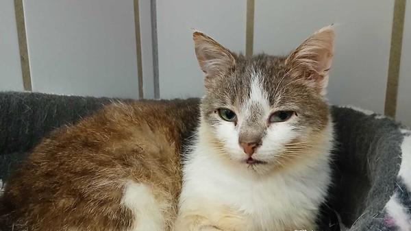 Die etwa zwei Jahre alte Fundkätzin, die auf den ersten Blick zunächst wesentlich älter wirkt, genießt seit dem 4. Februar 2026 Kost und Logis im Tierheim Neumarkt. Gefunden wurde die Katze mit dem weißen und graubraun-getigerten Fell in Berngau, wo sie sich schon seit Längerem immer mal wieder auf einem Grundstück in der Gartensstraße aufgehalten hat. Rückfragen bei Anwohnern ergaben aber keine Hinweise auf mögliche Besitzer. Deshalb brachte der Finder die Katze ins Tierheim, wo starkes Sabbern durch eine massive Schwellung unter ihrer Zunge festgestellt wurde. Die Mieze ist deshalb inzwischen in tierärztlicher Behandlung und langsam auf dem Weg der Besserung.