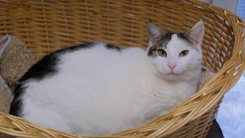 Kater Harry mit der weißen Nase kam 2020 im zarten Alter von vier Wochen zusammen mit seiner Mutter und fünf Geschwistern ins Tierheim. Drei der Katzenkinder zogen schnell um, doch Harry und eine seiner Schwestern haben von ihrer Mutter offenbar die Scheu vor Menschen geerbt und konnten bisher noch keine geeigneten Interessenten finden. Harry ist bei Besuchern zurückhaltend und anfangs kein klassischer Schmusekater. Doch bei ruhigen Menschen taut er inzwischen schnell auf und mit etwas Geduld kann man ihm auch das Köpfchen kraulen. Harry ist auf der Suche nach Menschen mit Katzenverstand, die Zeit, Liebe und Geduld haben. Der kastrierte Kater braucht nach entsprechender Eingewöhnung Freigang. Für Kinder ist Harry nicht geeignet. Kater Harry mit der weißen Nase kam 2020 im zarten Alter von vier Wochen zusammen mit seiner Mutter und fünf Geschwistern ins Tierheim. Drei der Katzenkinder zogen schnell um, doch Harry und eine seiner Schwestern haben von ihrer Mutter offenbar die Scheu vor Menschen geerbt und konnten bisher noch keine geeigneten Interessenten finden. Harry ist bei Besuchern zurückhaltend und anfangs kein klassischer Schmusekater. Doch bei ruhigen Menschen taut er inzwischen schnell auf und mit etwas Geduld kann man ihm auch das Köpfchen kraulen. Harry ist auf der Suche nach Menschen mit Katzenverstand, die Zeit, Liebe und Geduld haben. Der kastrierte Kater braucht nach entsprechender Eingewöhnung Freigang. Für Kinder ist Harry nicht geeignet.
