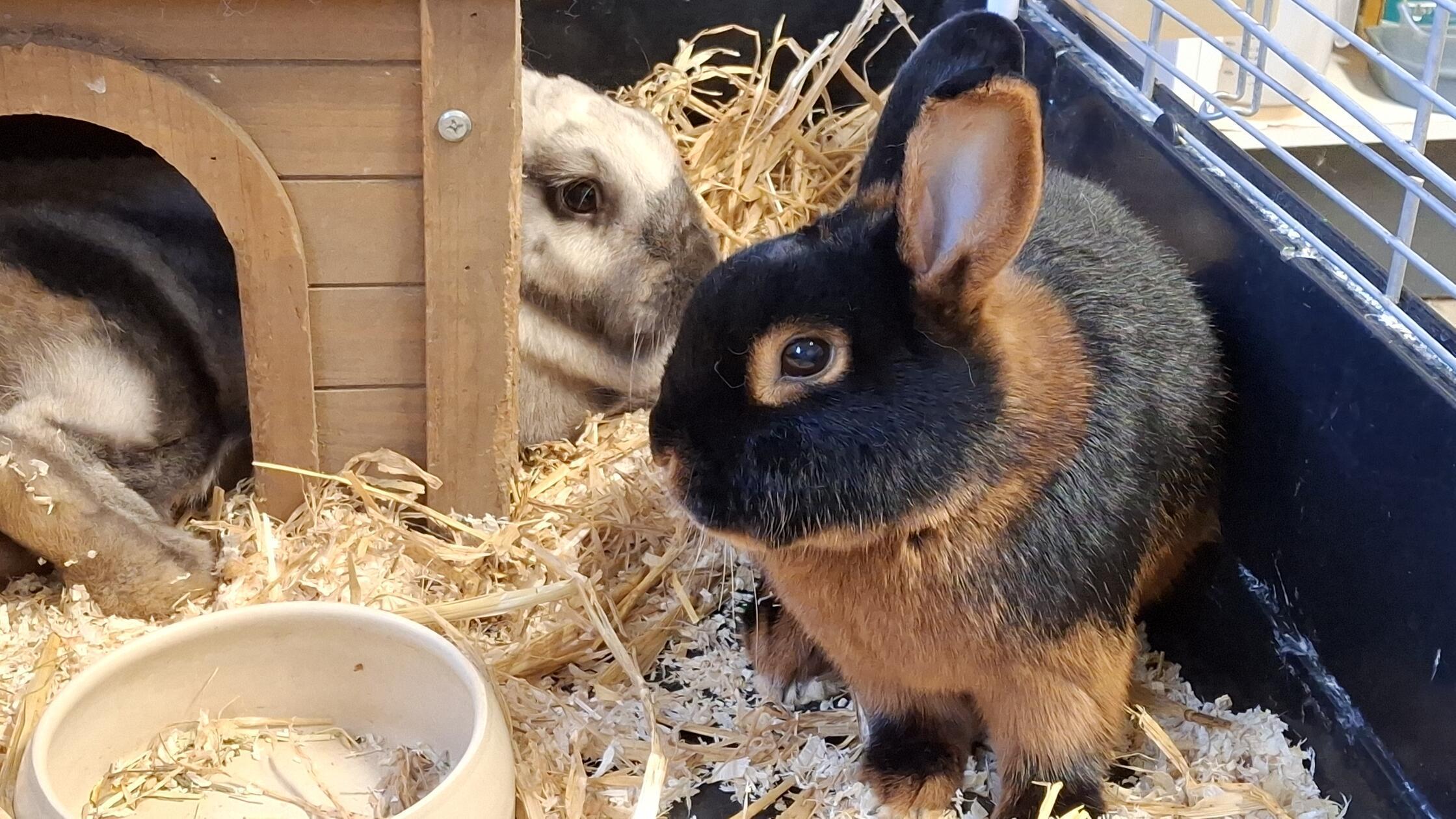 Der kastrierte Loh-Rammler Maxl und Sallander-Häsin Lola halten Ausschau nach einem neuen Zuhause, das ihnen großzügigen Auslauf in einem kaninchengerechten Freigehege bieten kann. In ihrem alten Zuhause lebten die dreijährige Lola und der ein Jahr jüngere Maxl in ganzjähriger Außenhaltung, im Tierheim ist das aber leider nicht möglich. Lola und Maxl mussten im Herbst ins Tierheim umziehen, da sich ihr Besitzer auf absehbare Zeit nicht mehr um sie kümmern konnte. Dass die beiden echte Familienmitglieder waren, zeigt sich am zutraulichen Wesen von Maxl, der sofort angehoppelt kommt, wenn jemand in die Nähe des Käfigs kommt.