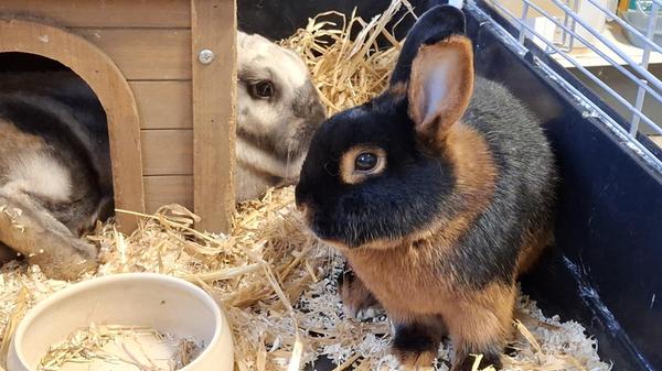 Der kastrierte Loh-Rammler Maxl und Sallander-Häsin Lola halten Ausschau nach einem neuen Zuhause, das ihnen großzügigen Auslauf in einem kaninchengerechten Freigehege bieten kann. In ihrem alten Zuhause lebten die dreijährige Lola und der ein Jahr jüngere Maxl in ganzjähriger Außenhaltung, im Tierheim ist das aber leider nicht möglich. Lola und Maxl mussten im Herbst ins Tierheim umziehen, da sich ihr Besitzer auf absehbare Zeit nicht mehr um sie kümmern konnte. Dass die beiden echte Familienmitglieder waren, zeigt sich am zutraulichen Wesen von Maxl, der sofort angehoppelt kommt, wenn jemand in die Nähe des Käfigs kommt.