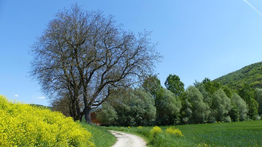 In den vergangenen Wochen wurden in Streitberg und der umliegenden Gegend zahlreiche Walnussbäume von Spätfrösten heimgesucht. Allmählich erholen sich die Nussbäume wieder. Dieses Jahr wird es jedoch keine Ernte geben.