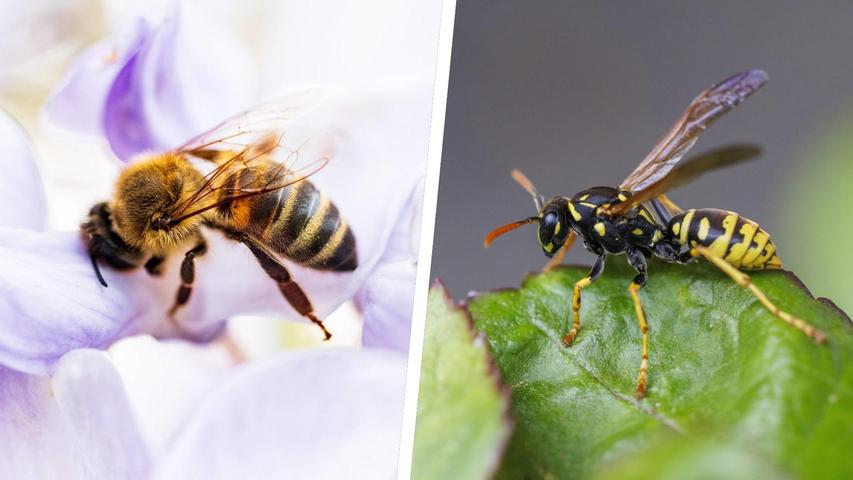 Links eine Honigbiene, rechts eine Feldwespe.