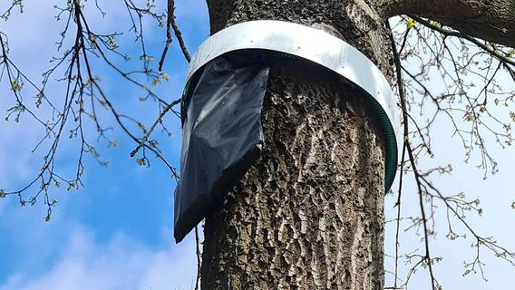 Vorsicht bei schwarzen Tüten an Baumstämmen - Das steckt dahinter