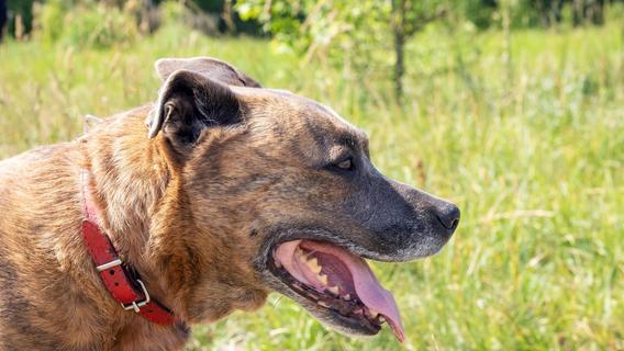 Mitleid - auch für sich selber: Frauchen der Kampfhunde sieht sich als Opfer