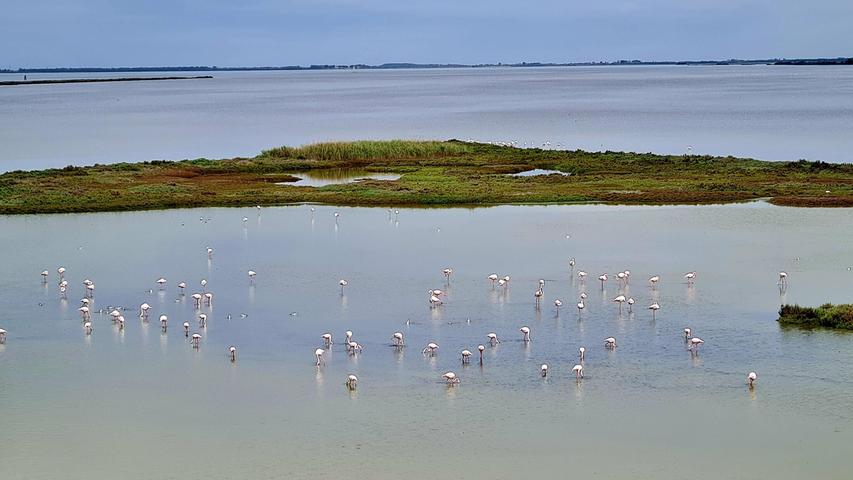 Von der Stadt in Richtung Adria: In der Wasserlandschaft des Po-Deltas gibt es tausende Flamingos.
