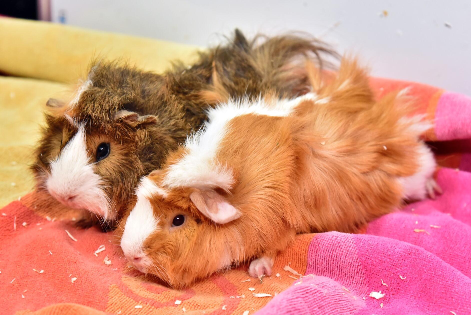 Die beiden kastrierten Meerschweinchenböckchen Teo und Quentin sind ein junges und aufgewecktes Team, die ein abwechslungsreiches neues Zuhause suchen.