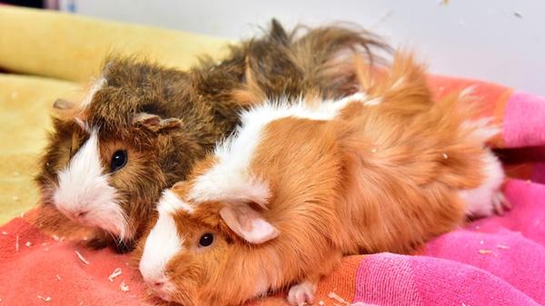 Die beiden kastrierten Meerschweinchenböckchen Teo und Quentin sind ein junges und aufgewecktes Team, die ein abwechslungsreiches neues Zuhause suchen.