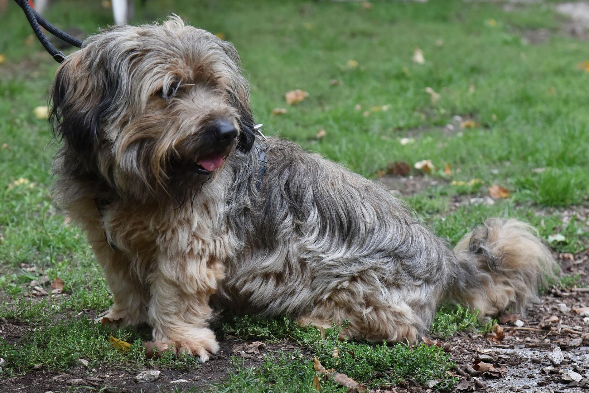 Thorin, geboren 2019, ist ein mittelgroßer, wachsamer Hund. Er braucht ein ruhiges, ländliches Zuhause bei hundeerfahrenen Menschen mit klarer Struktur. Thorin ist kein Kuschelhund, er benötigt Zeit zum Kennenlernen und wir suchen daher für ihn ein sicheres Zuhause mit Hundeverstand.
