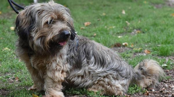 Thorin, geboren 2019, ist ein mittelgroßer, wachsamer Hund. Er braucht ein ruhiges, ländliches Zuhause bei hundeerfahrenen Menschen mit klarer Struktur. Thorin ist kein Kuschelhund, er benötigt Zeit zum Kennenlernen und wir suchen daher für ihn ein sicheres Zuhause mit Hundeverstand.