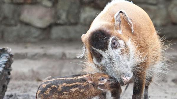Pinselohrschweine, die auch Flussschweine genannt werden, gehören zu den farbenprächtigsten Säugetieren der Welt. Im Nürnberger Tiergarten kann nur noch das letzte Pinselohrschwein Heidi bestaunt werden.