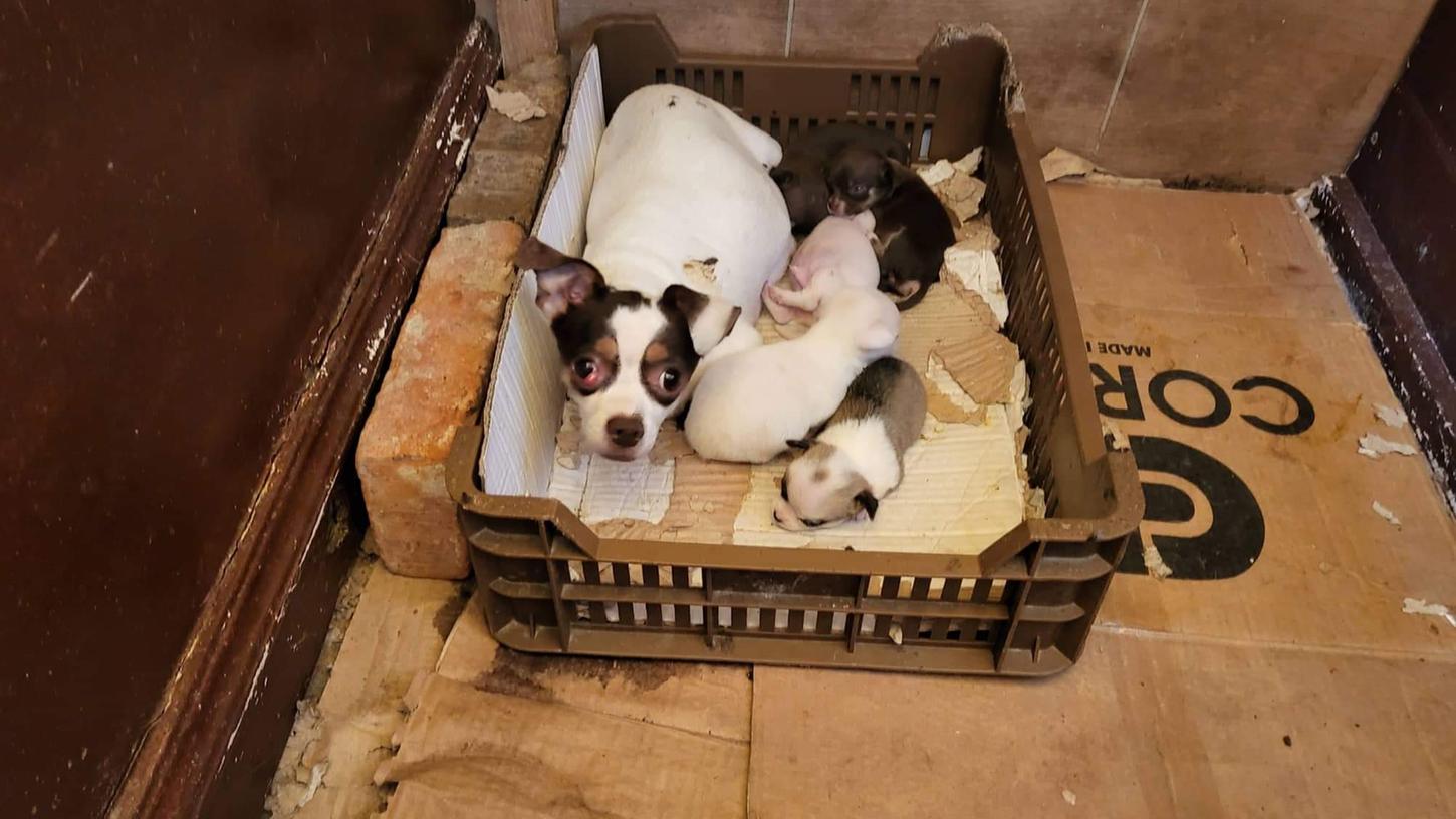 Die in Deutschland verkauften Hundewelpen werden laut einer Recherche von PETA oft unter schrecklichen Zuständen in Osteuropa gezüchtet.
