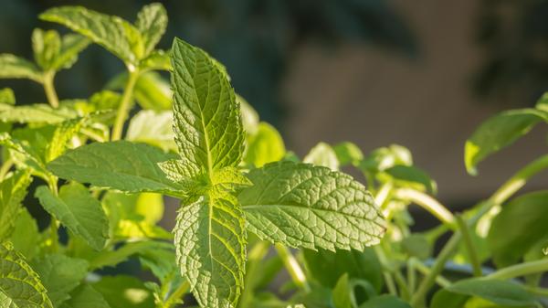 Mint leaves growing on plant close up view with sunlight Mentha spicata