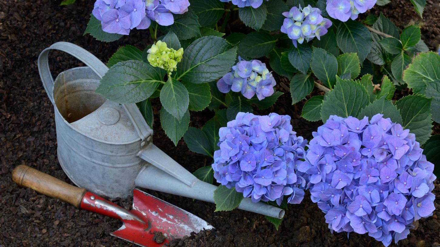 Blaue Hortensie mit Gartenwerkzeug.