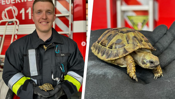 Tier im Müll auf Wertstoffhof gefunden - Feuerwehr rettet kleine Schildkröte