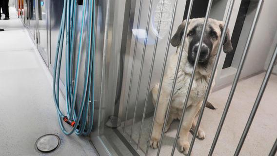 Kein Auto, kein Hund? Tierschutzverein Veitsbronn fordert weniger Hürden für mögliche Tierfreunde