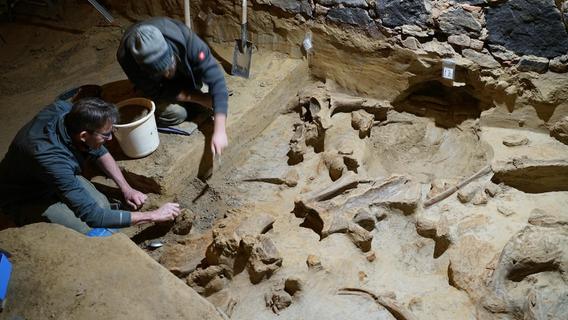 Bedeutender Fund: Österreicher stößt auf bis zu 40.000 Jahre alte Mammutknochen
